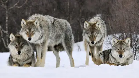 Lobos en manada Lobos en manada