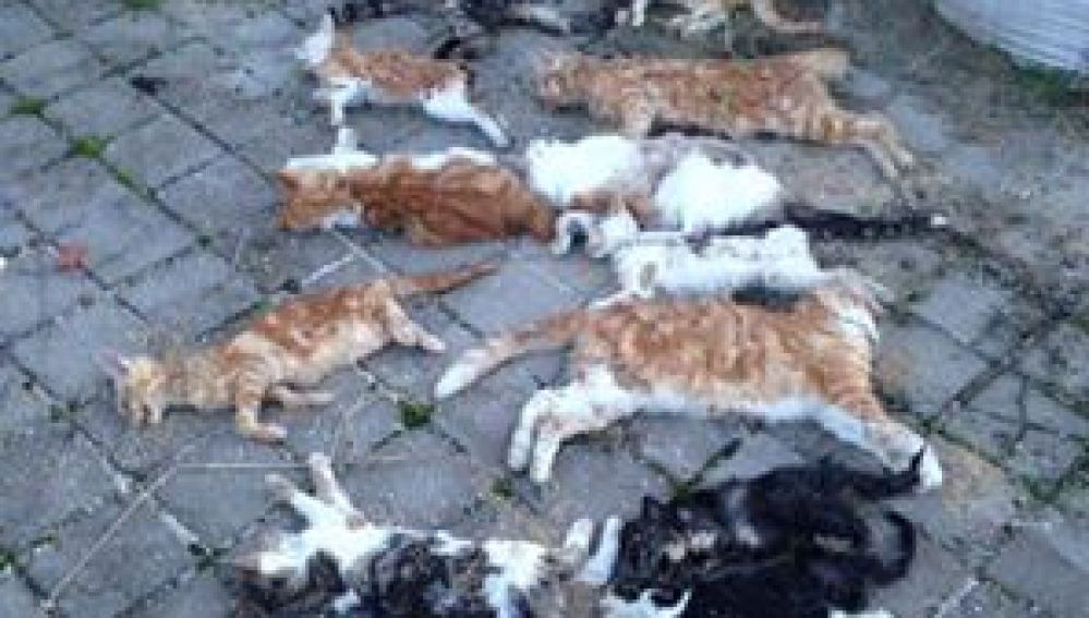 13 gatos envenenados en Madrid