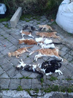 13 gatos mueren por envenenamiento en una colonia felina de Madrid 13 gatos mueren por envenenamiento en una colonia felina de Madrid