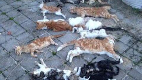 13 gatos envenenados en Madrid
