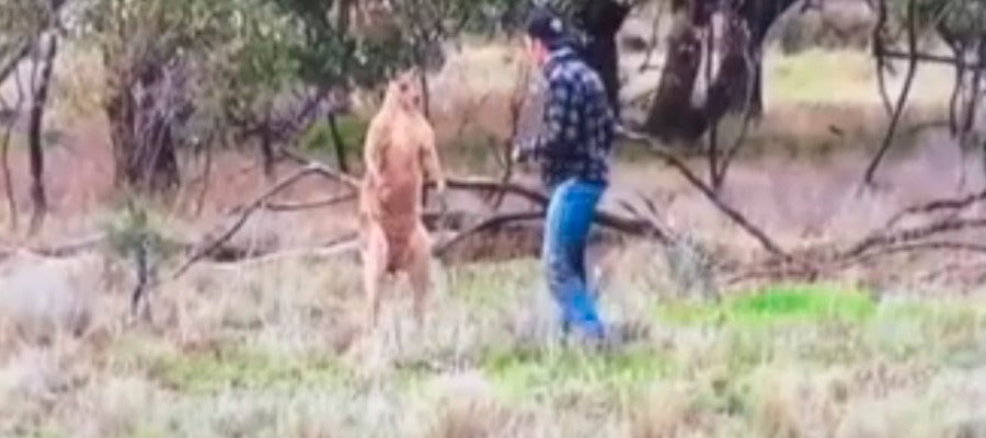 Pelea con un canguro Pelea con un canguro