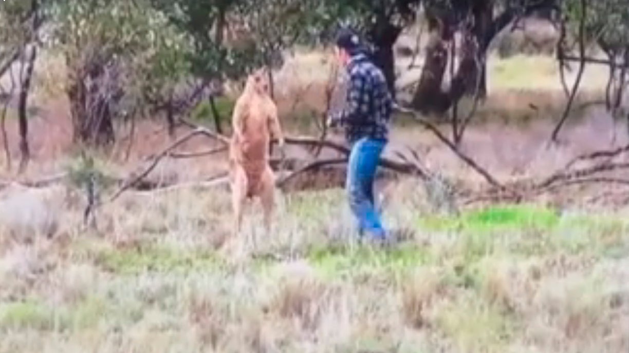 Un hombre golpea a un canguro para salvar a su perro Un hombre golpea a un canguro para salvar a su perro