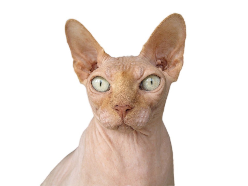 Gatos afeitados se convierten en falsos sphynx para la venta Gatos afeitados se convierten en falsos sphynx para la venta