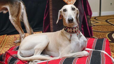 Galgoterapia