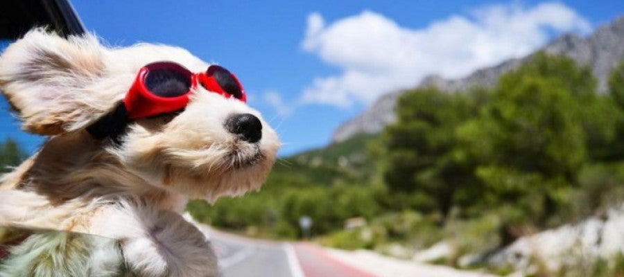 Viajar con perros Viajar con perros