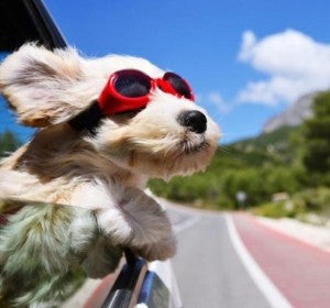 Viajar con perros Viajar con perros