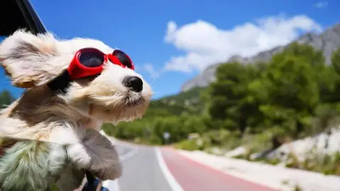Viajar con perros Viajar con perros
