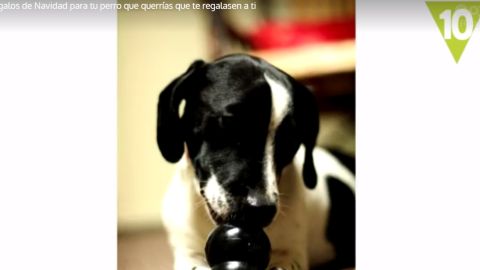 Los mejores regalos para tu perro
