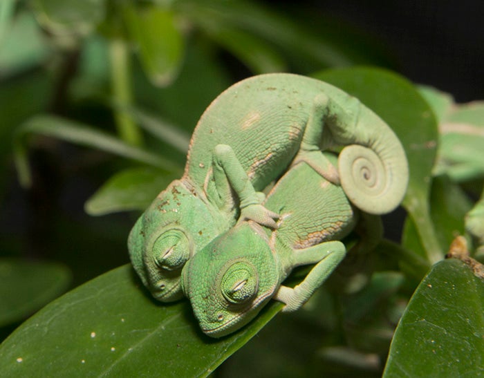 En Alicante tenemos camaleones autóctonos En Alicante tenemos camaleones autóctonos