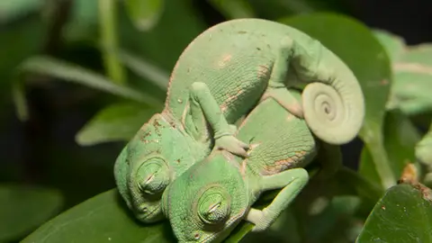Cinco tiernas fotografías de crías de camaleón Cinco tiernas fotografías de crías de camaleón