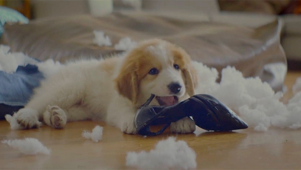 Un perro muerde el tacón de un zapato después de destrozar un cojín