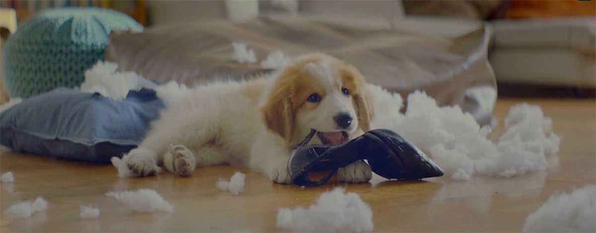 ¿Pueden tener los perros Trastorno de Atención e Hiperactividad (TDAH)? ¿Pueden tener los perros Trastorno de Atención e Hiperactividad (TDAH)?