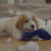 Un perro muerde el tacón de un zapato después de destrozar un cojín