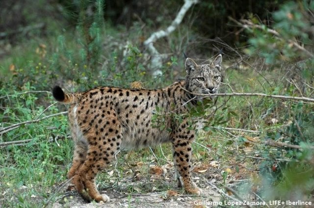 Encuentran el cadáver de un lince ibérico en el lago artificial de un campo de golf Encuentran el cadáver de un lince ibérico en el lago artificial de un campo de golf