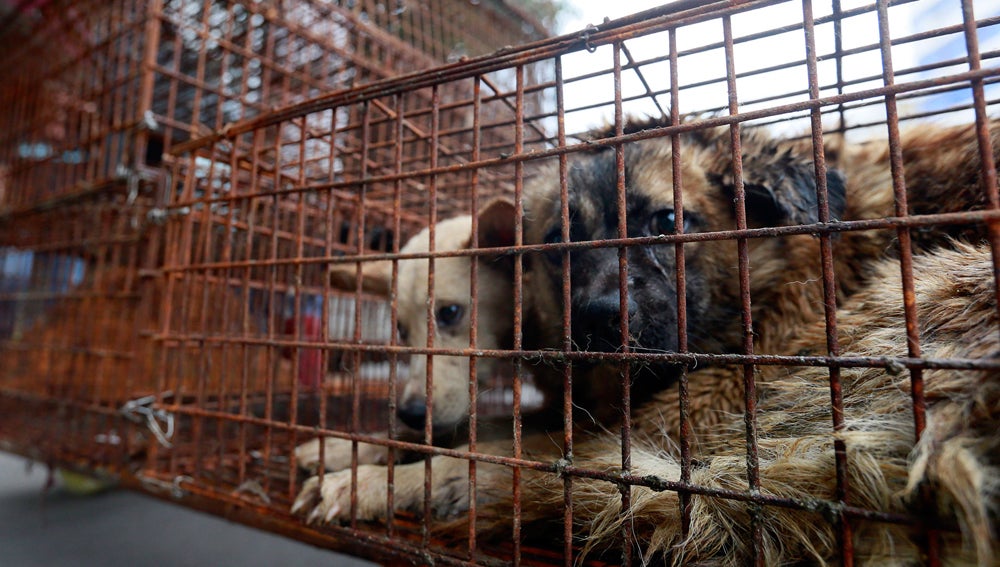Taiwán aprueba un ley que prohíbe el consumo de carne de perro y gato Taiwán aprueba un ley que prohíbe el consumo de carne de perro y gato
