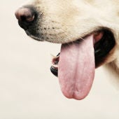 La lengua de un perro