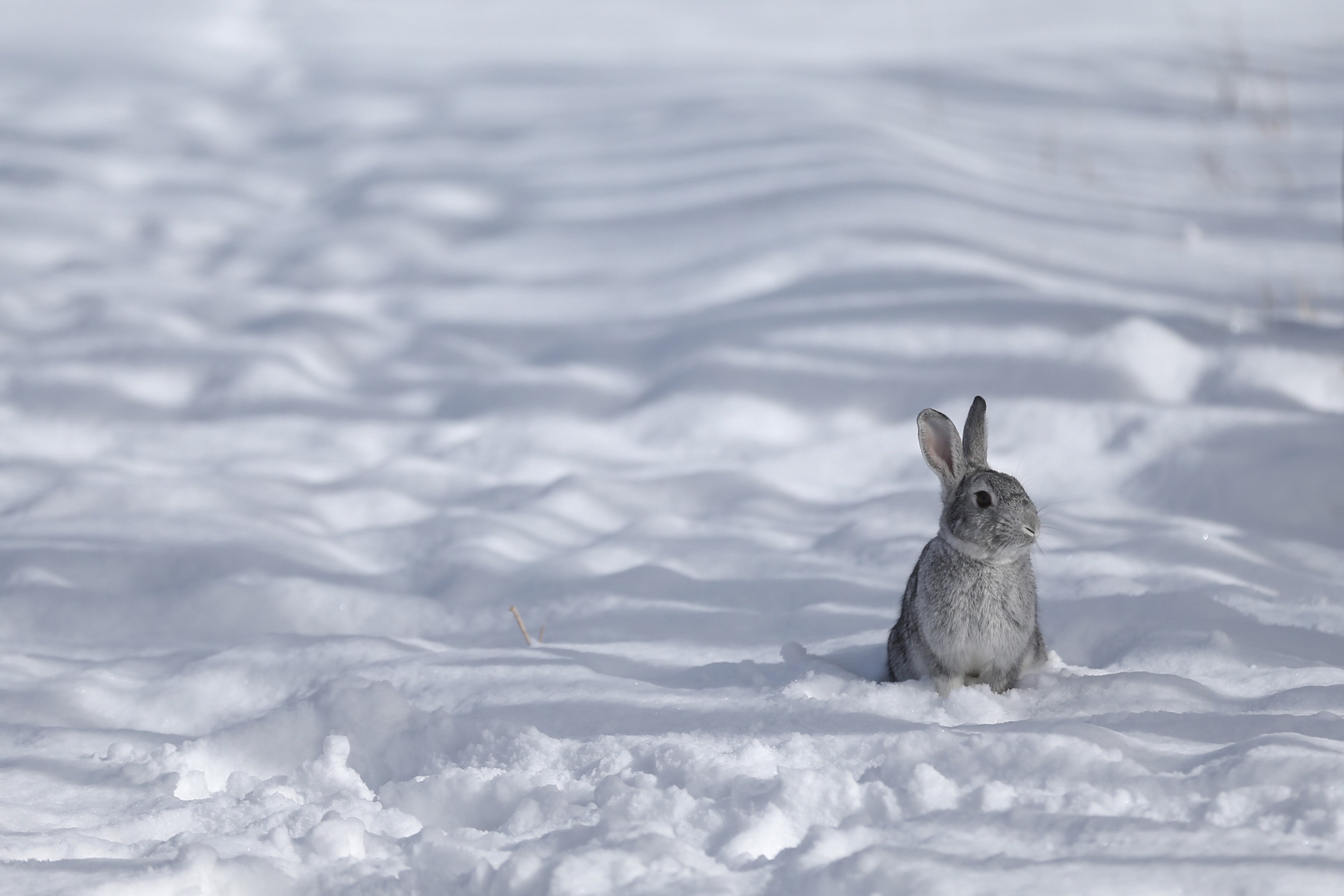 La nieve, las castañas, el frío y otras cosas que aman los oyentes del invierno La nieve, las castañas, el frío y otras cosas que aman los oyentes del invierno