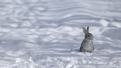 Un conejo disfruta de la nieve en Van, una ciudad al este de Turqu&iacute;a