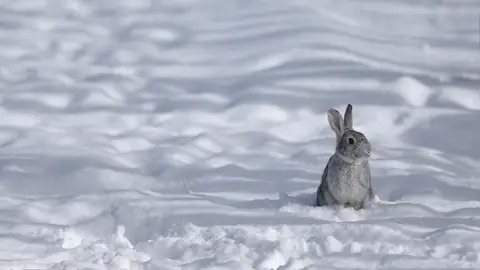 Disfrutando de la nieve (15-12-2016) Un conejo disfruta de la nieve en Van, una ciudad al este de Turquía