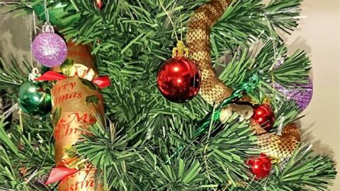 La serpiente en el &aacute;rbol de Navidad 