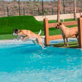Tres perros bañándose en la piscina del hotel