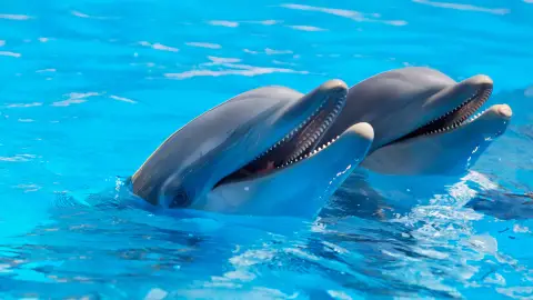 Dos delfines en el Zoo Dos delfines en el Zoo