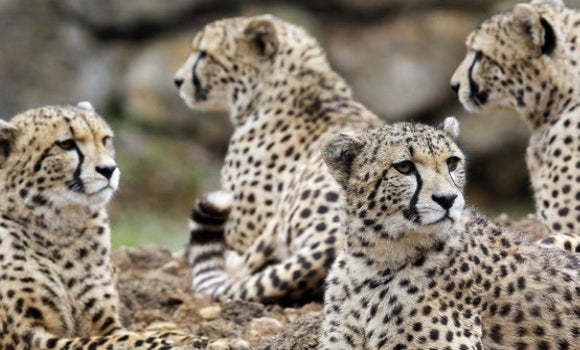 Los guepardos 'corren' rápidamente hacia la extinción Los guepardos 'corren' rápidamente hacia la extinción