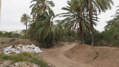Palmeral