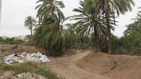 Aspecto de abandono que presenta el Huerto de Sansano. Palmeral