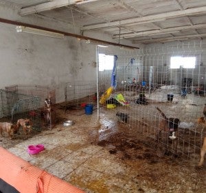 Los animales estaban completamente abandonados y sin higiene. Los animales estaban completamente abandonados y sin higiene.