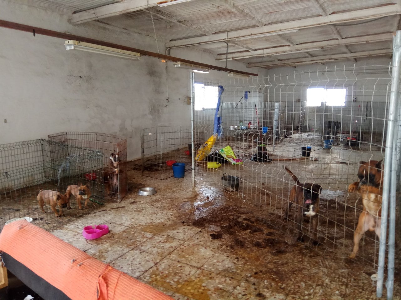 Detenido en Elche un hombre acusado de mantener en estado de abandono en una nave a 14 perros y 5 gatos Detenido en Elche un hombre acusado de mantener en estado de abandono en una nave a 14 perros y 5 gatos