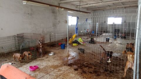 Abandono animales