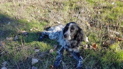 Nor, el perro fallecido