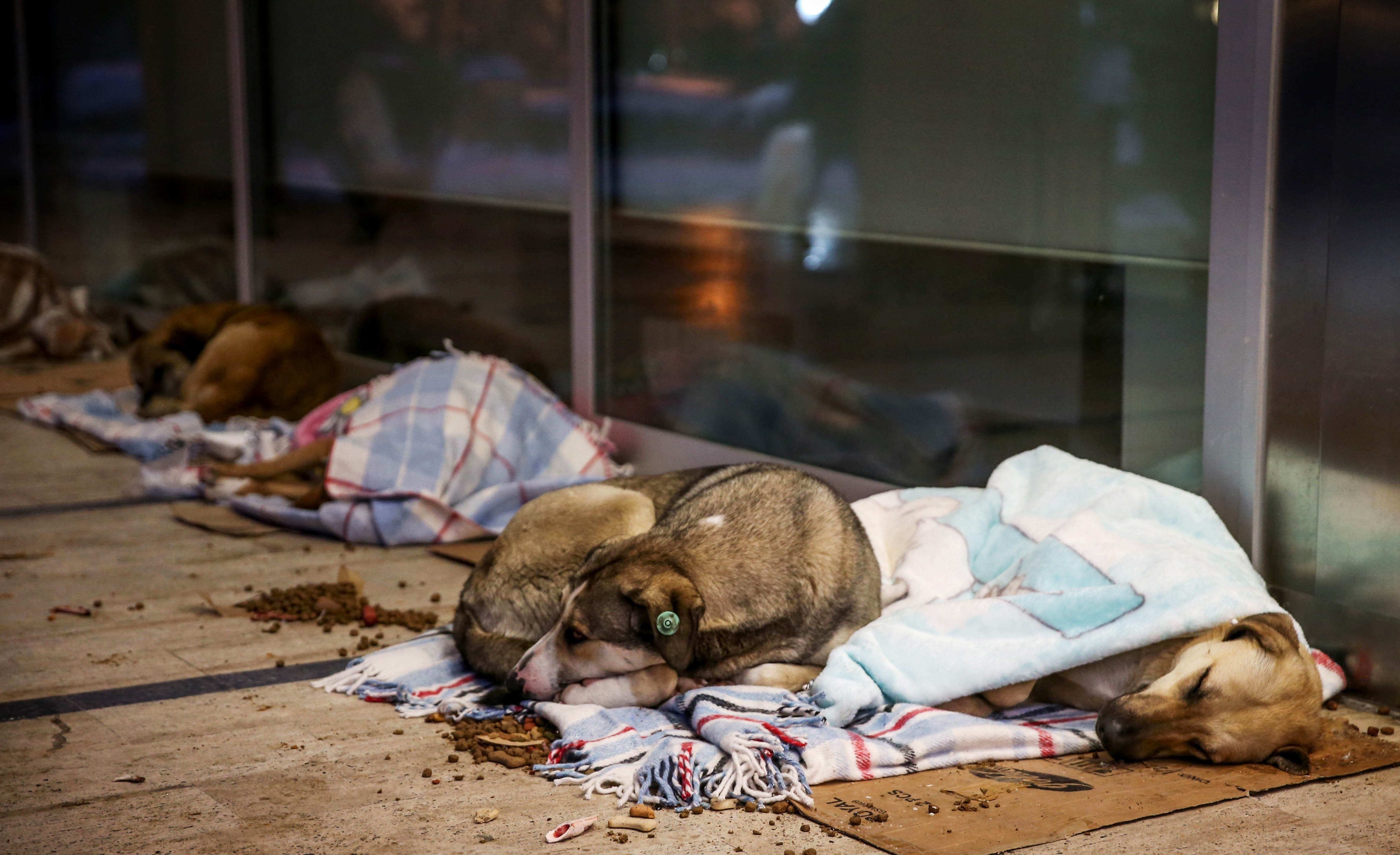 Un centro comercial de Estambul abre sus puertas a los perros callejeros Un centro comercial de Estambul abre sus puertas a los perros callejeros