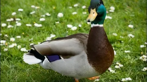 - -