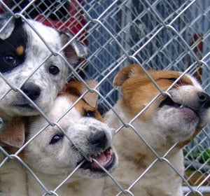 El Seprona aumenta las actuaciones contra el maltrato animal respecto al 2015 El Seprona aumenta las actuaciones contra el maltrato animal respecto al 2015