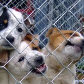 El Seprona aumenta las actuaciones contra el maltrato animal respecto al 2015