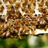 España es el país más beneficiado por las ayudas comunitarias a la apicultura