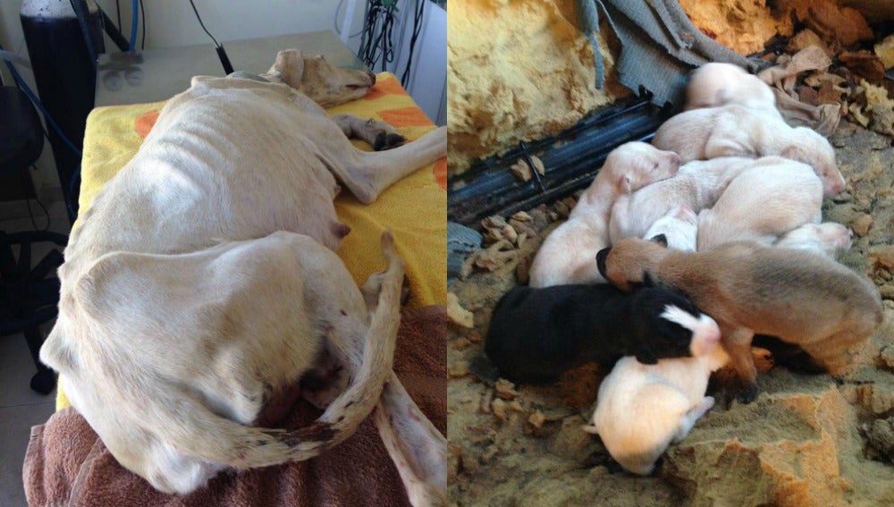 Una perra desnutrida recorre 3 km para salvar a sus cachorros Una perra desnutrida recorre 3 km para salvar a sus cachorros