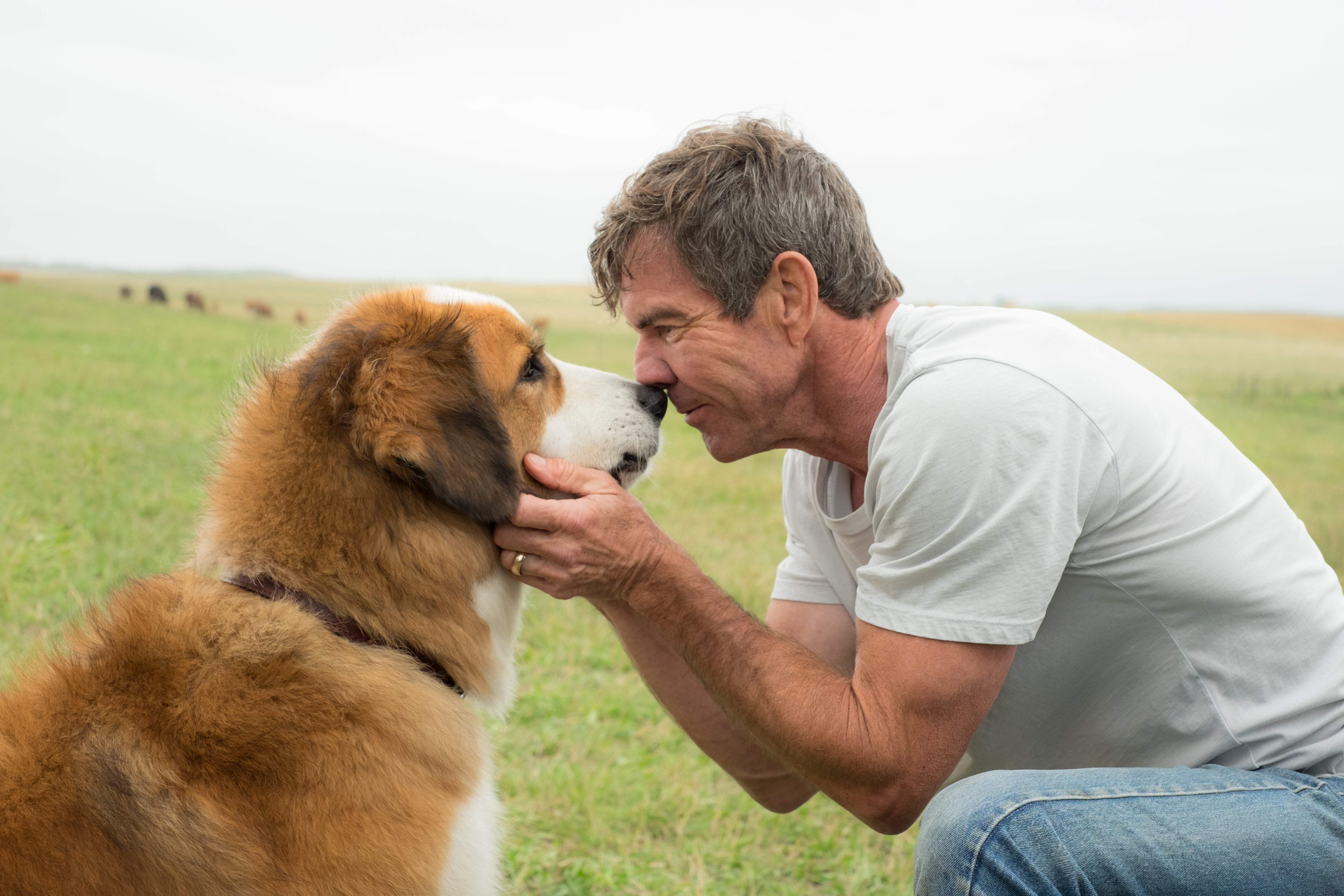 Dog´s Purpose no llegará al cine por maltratar a un perro Dog´s Purpose no llegará al cine por maltratar a un perro