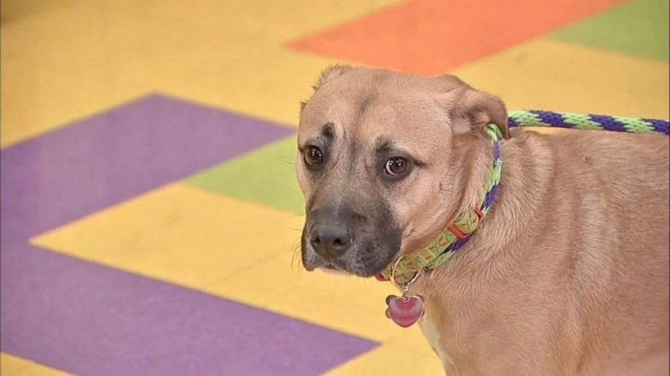Jack, el perro que salvó a su familia de morir en un incendio doméstico Jack, el perro que salvó a su familia de morir en un incendio doméstico