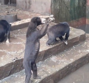 Momento del vídeo en el que un oso suplica por comida Momento del vídeo en el que un oso suplica por comida