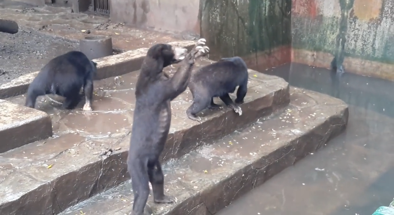 Un desgarrador vídeo muestra unos osos esqueléticos pidiendo comida en un zoo de Indonesia Un desgarrador vídeo muestra unos osos esqueléticos pidiendo comida en un zoo de Indonesia