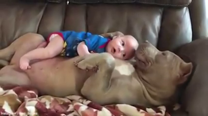 Carlos Rodríguez: 'La Ley que regula los perros potencialmente peligrosos es tan estúpida que una de las características que se tiene en cuenta es que tengan el pelo corto' Carlos Rodríguez: 'La Ley que regula los perros potencialmente peligrosos es tan estúpida que una de las características que se tiene en cuenta es que tengan el pelo corto'