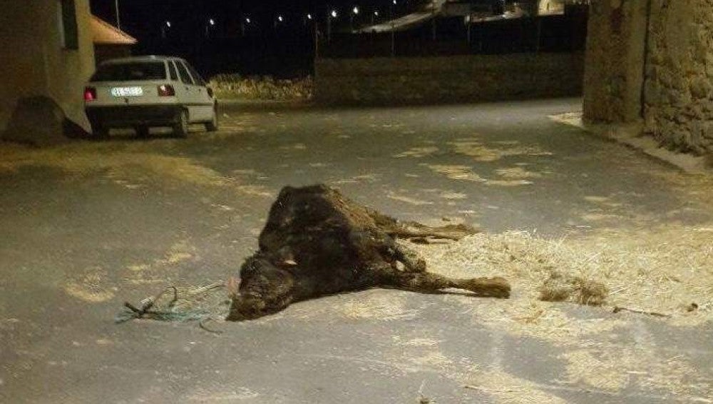 Denuncian a un ganadero por dejar morir a un ternero en la calle