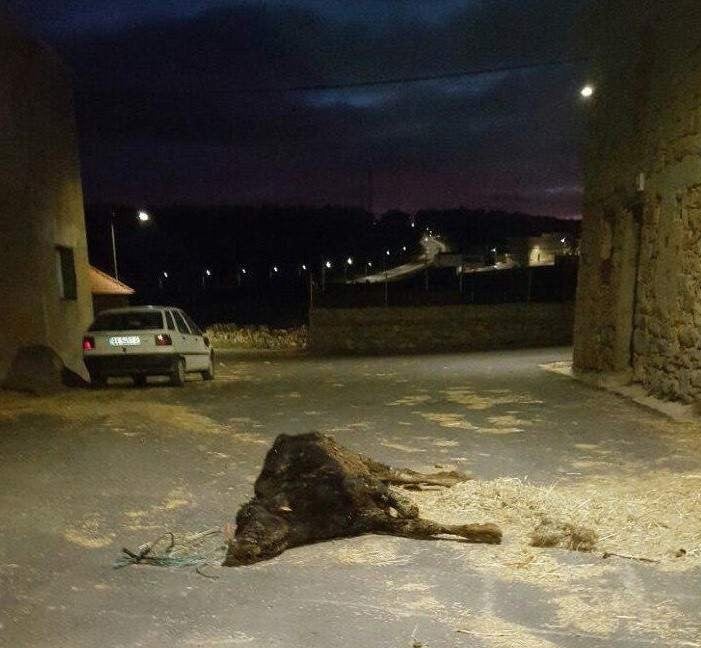 Denuncian a ganadero de Ávila por dejar a un ternero agonizando en la calle Denuncian a ganadero de Ávila por dejar a un ternero agonizando en la calle