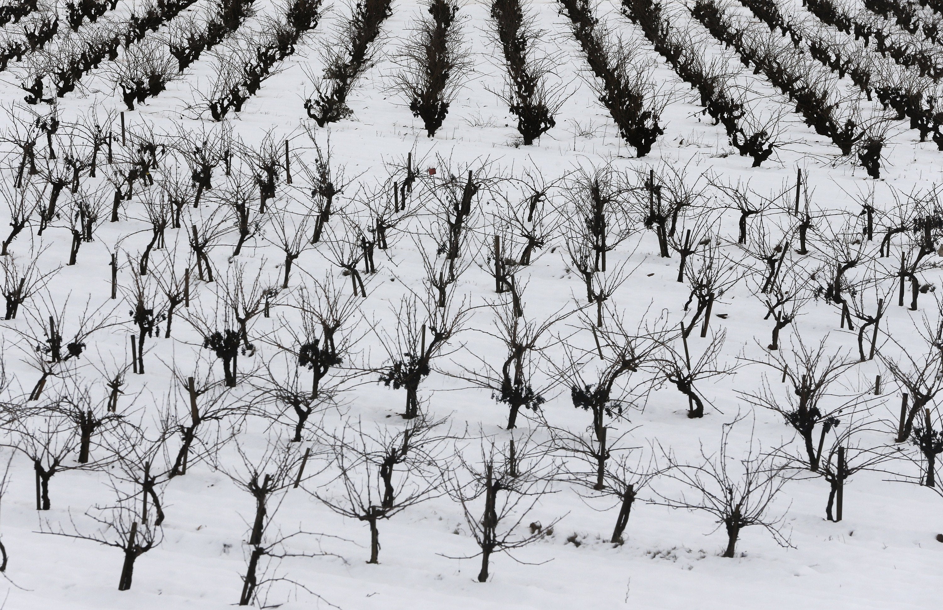 La Nieve afecta de forma positiva al campo en la provincia de Ciudad Real La Nieve afecta de forma positiva al campo en la provincia de Ciudad Real