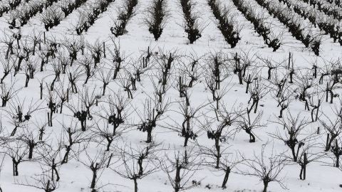 Foto de archivo de un campo de vi&ntilde;as en Requena (Valencia) cubierto de nieve