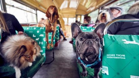 Un autob&uacute;s para perros les lleva en una visita guiada por la ciudad de Londres