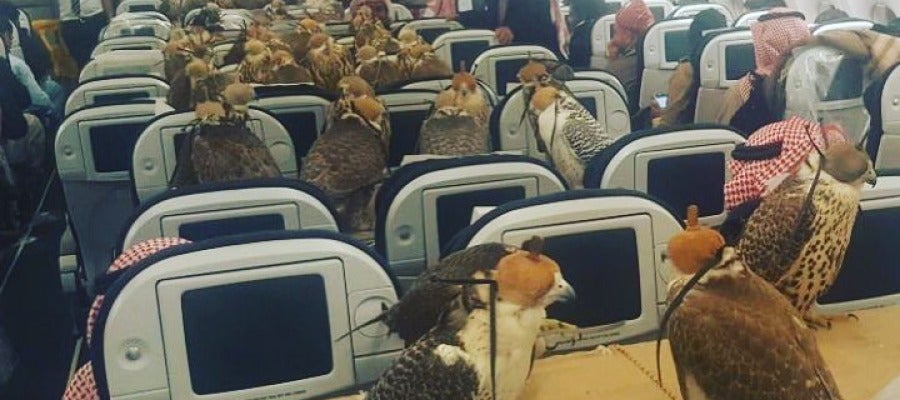 Los 80 halcones del príncipe saudí durante el vuelo Los 80 halcones del príncipe saudí durante el vuelo